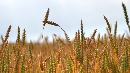 Russia Agriculture