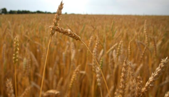 Russia Agriculture