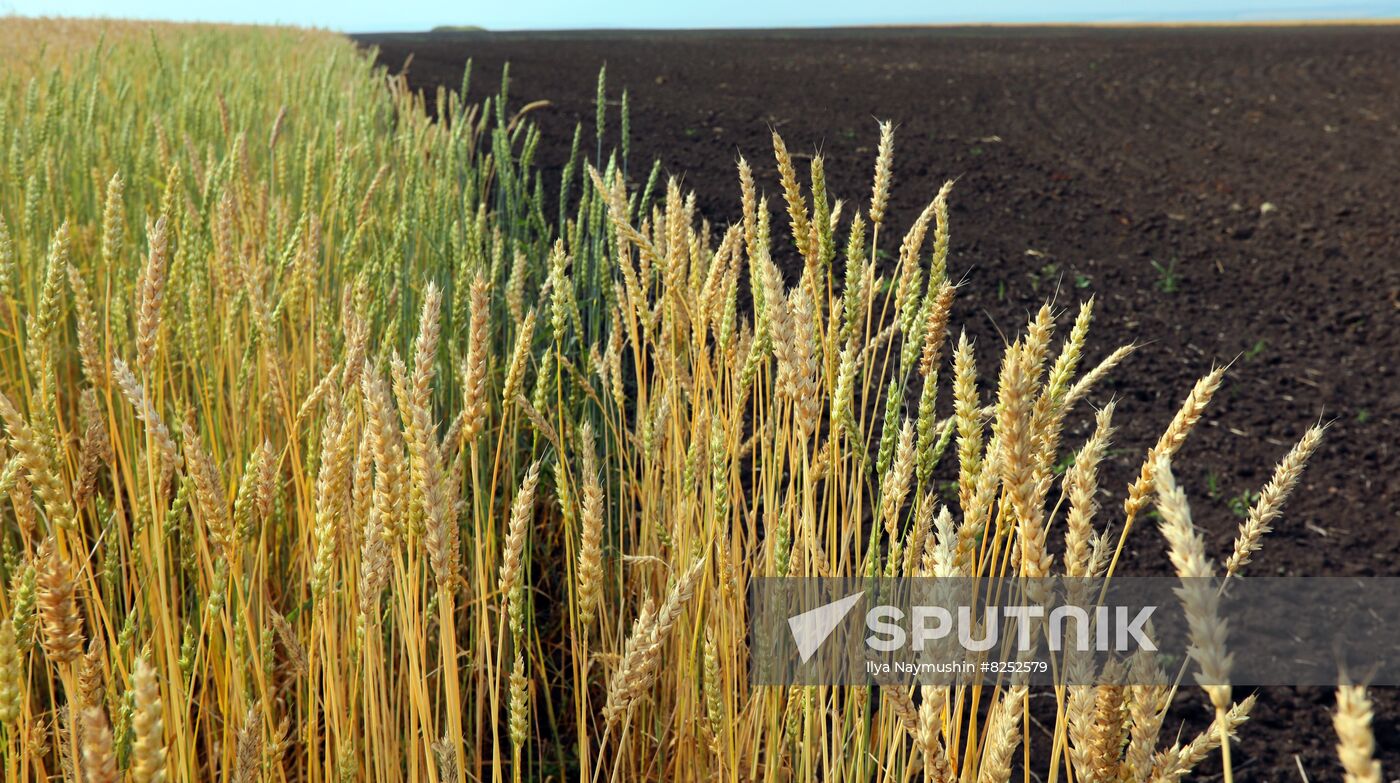 Russia Agriculture