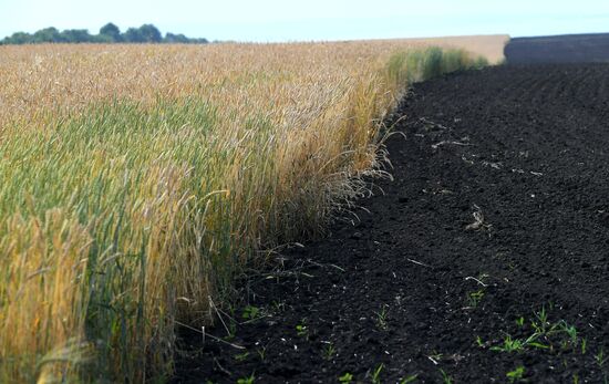 Russia Agriculture