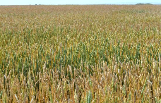 Russia Agriculture