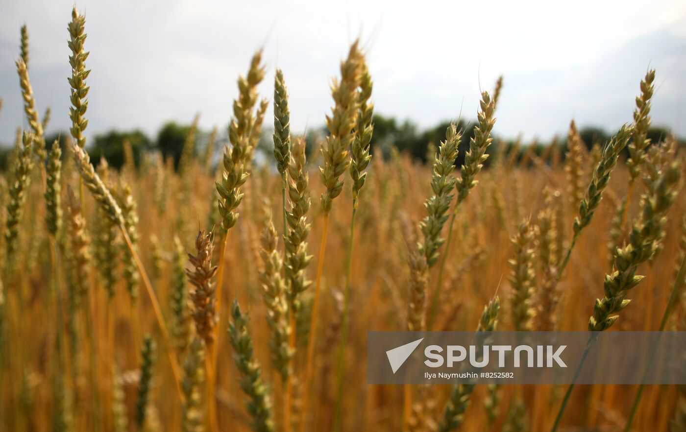 Russia Agriculture