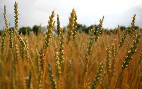 Russia Agriculture