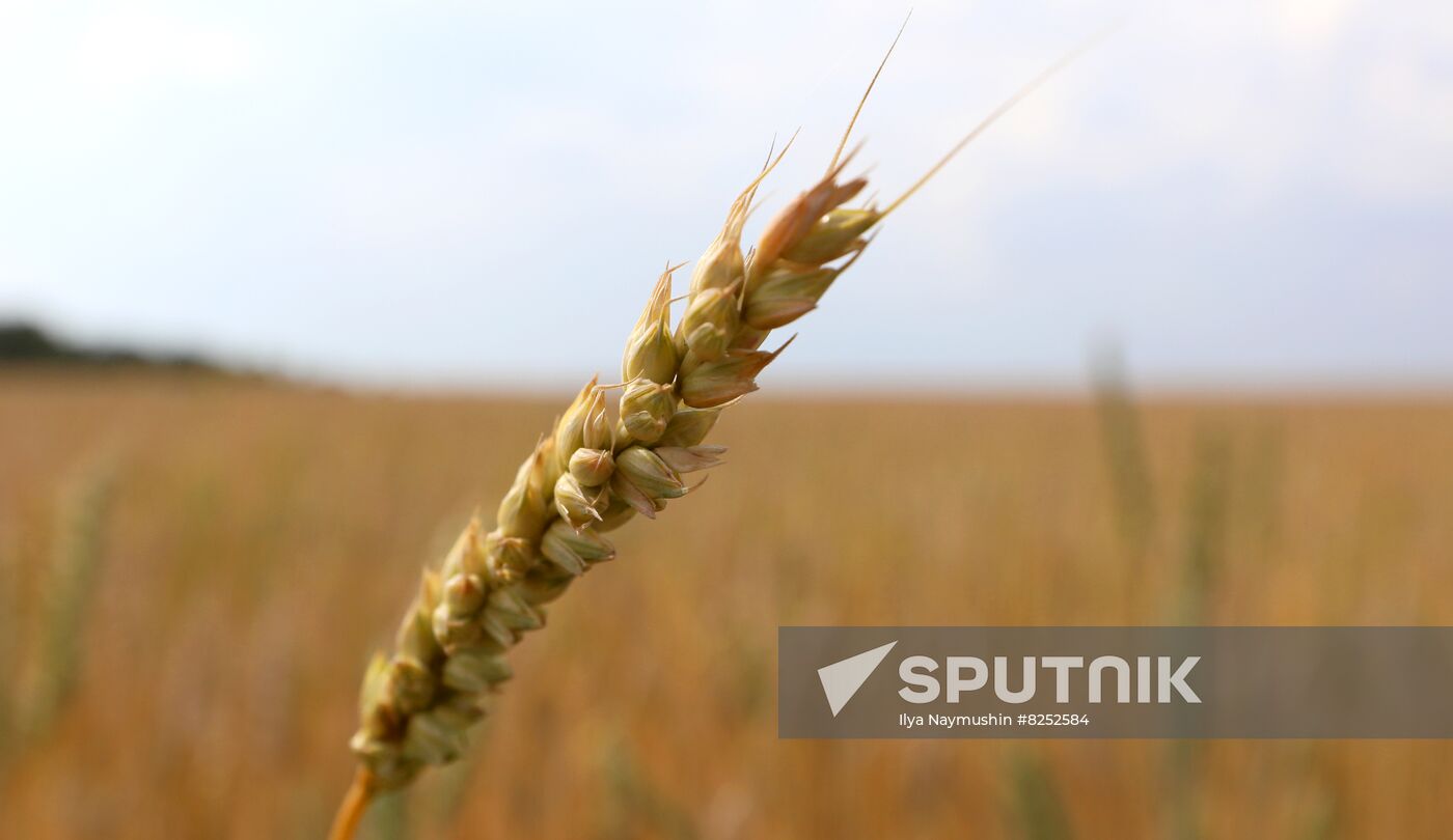 Russia Agriculture