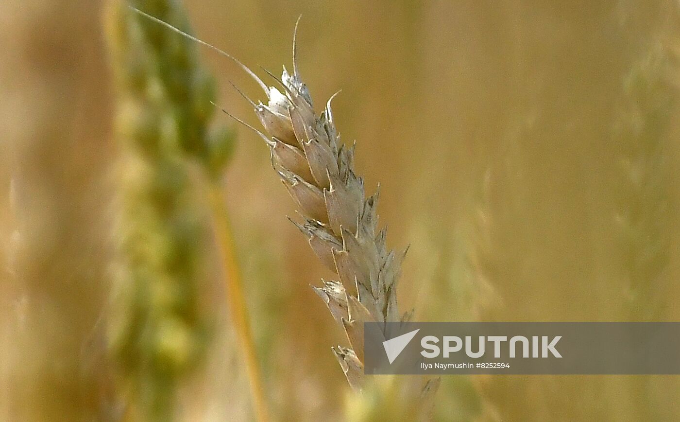 Russia Agriculture