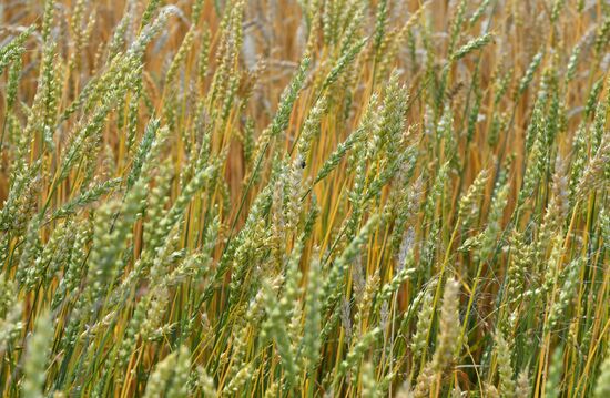 Russia Agriculture