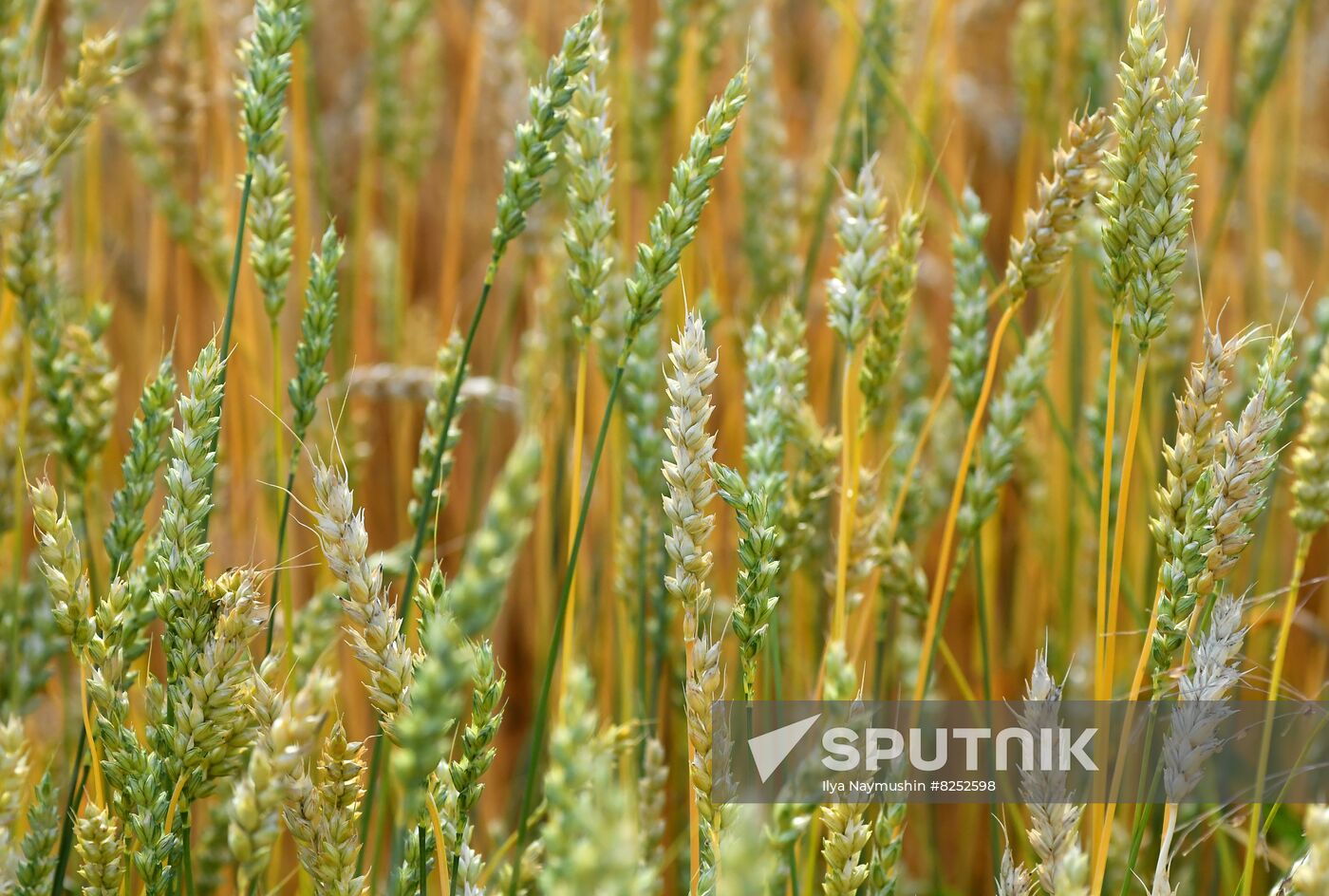 Russia Agriculture