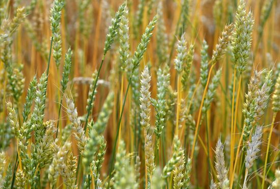 Russia Agriculture
