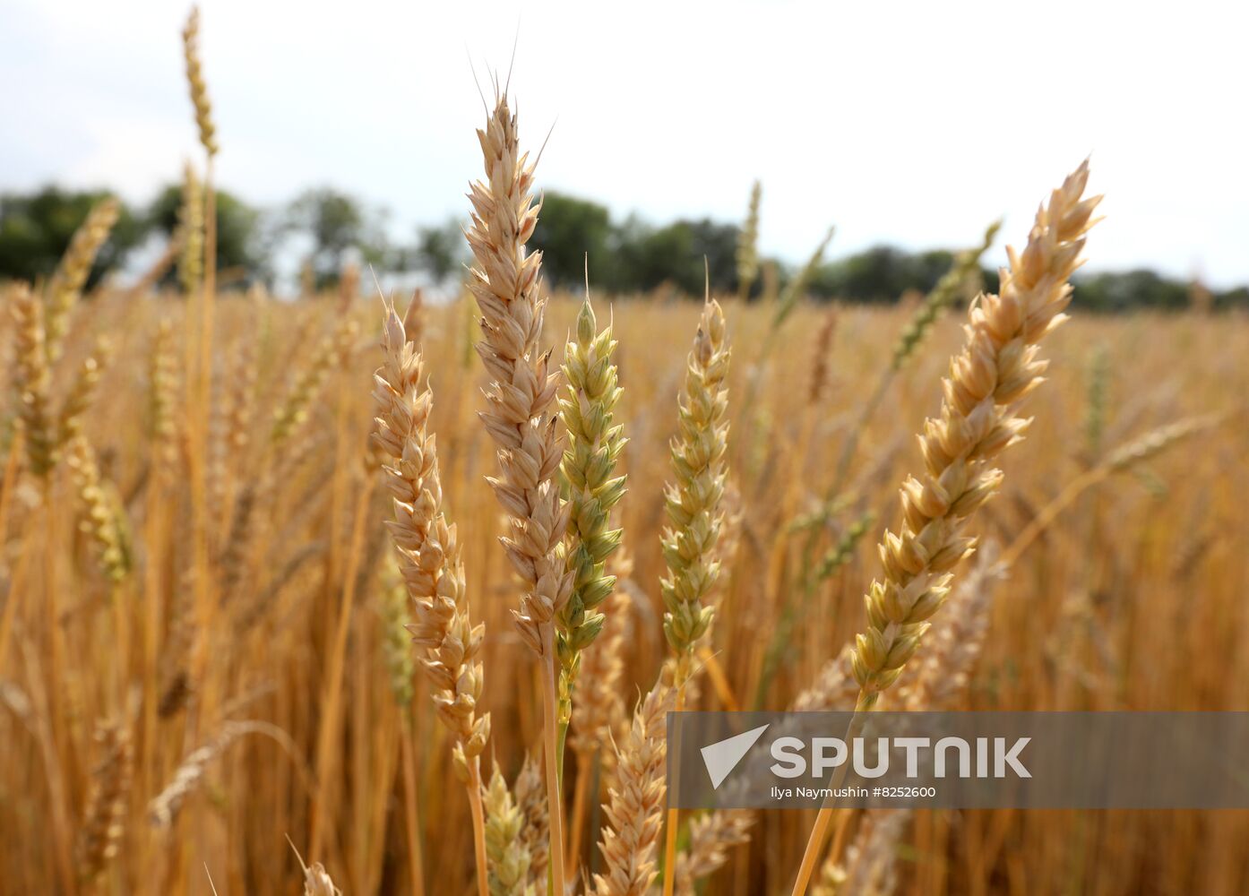 Russia Agriculture