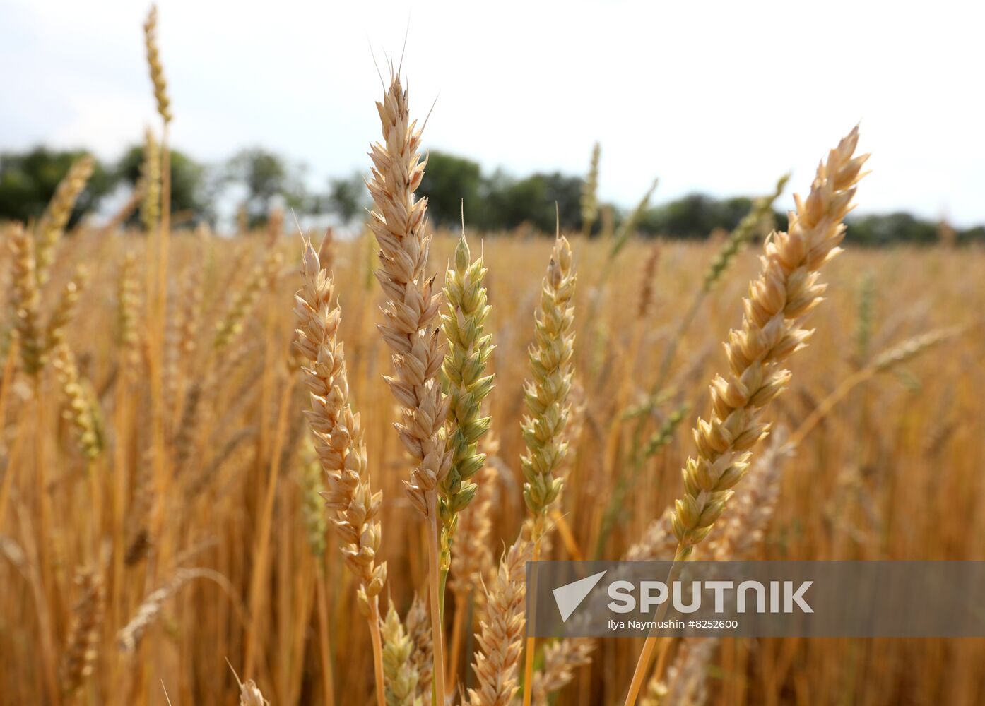 Russia Agriculture