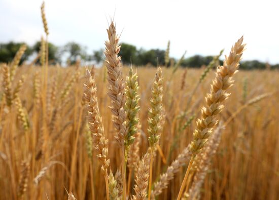 Russia Agriculture
