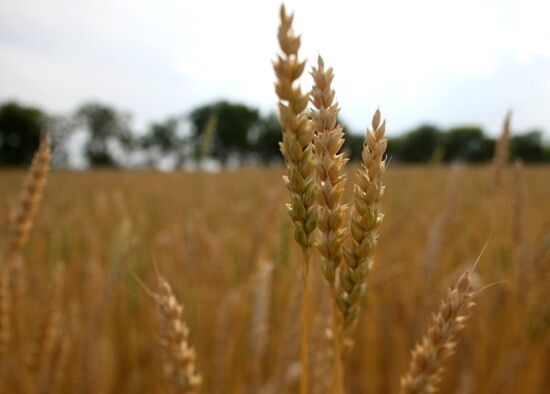Russia Agriculture