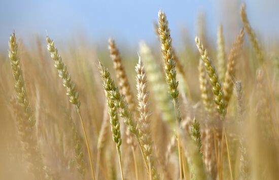 Russia Agriculture