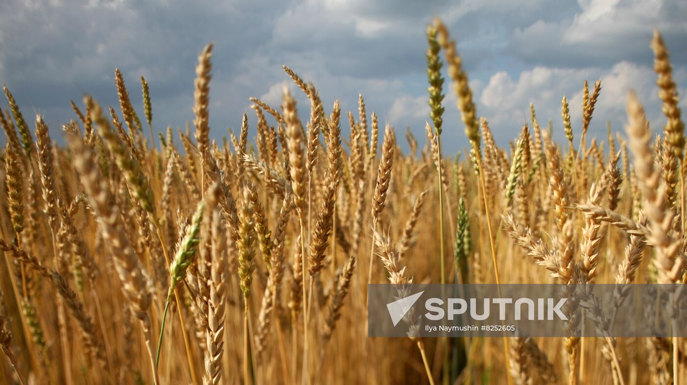 Russia Agriculture