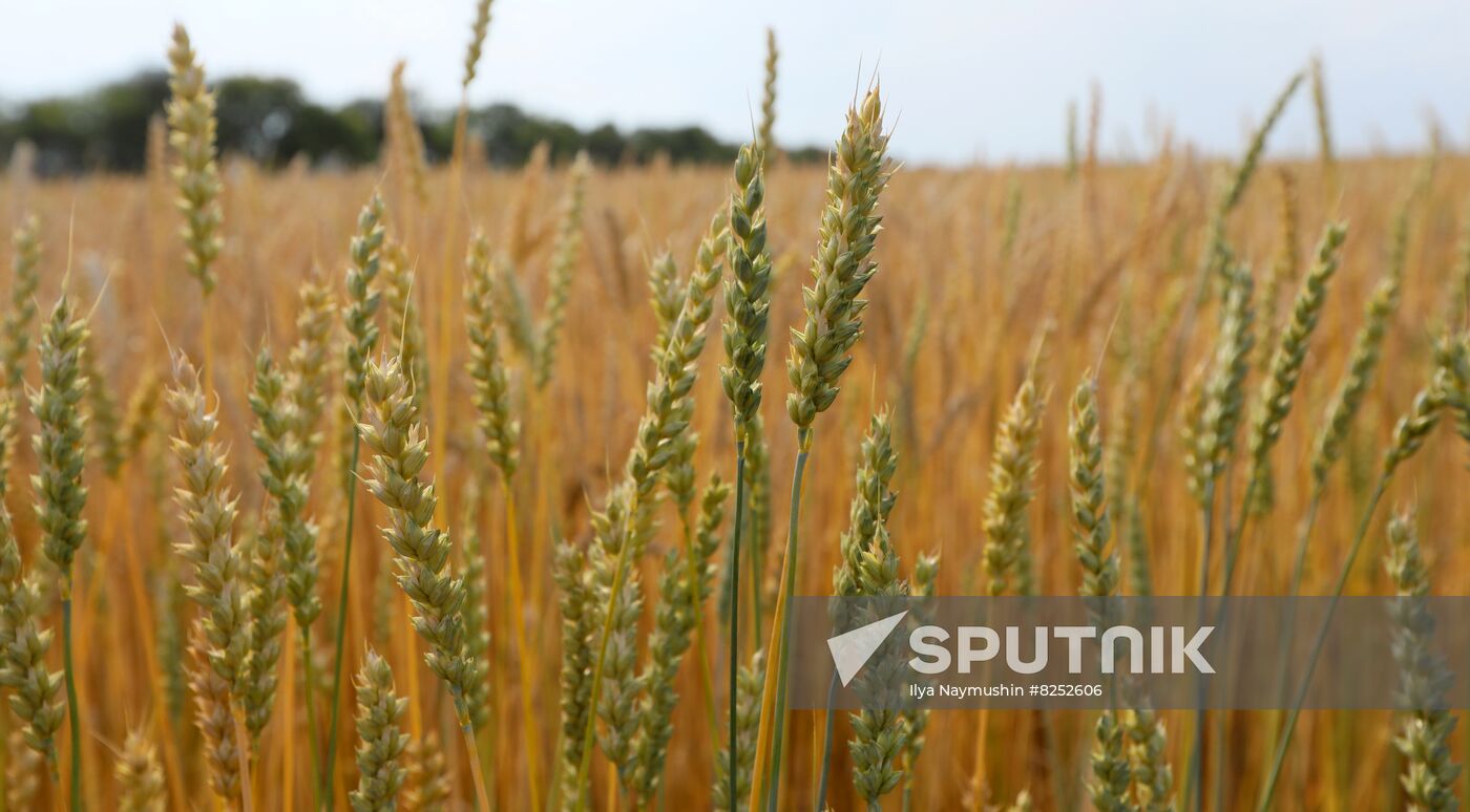 Russia Agriculture