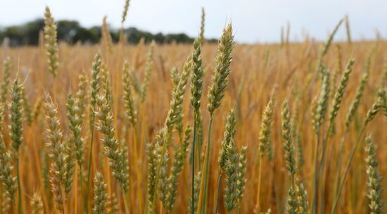 Russia Agriculture