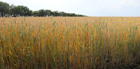 Russia Agriculture