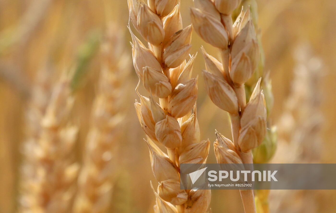Russia Agriculture