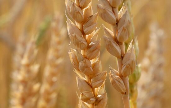 Russia Agriculture