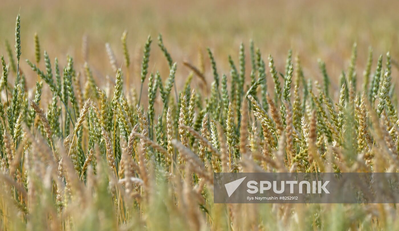 Russia Agriculture