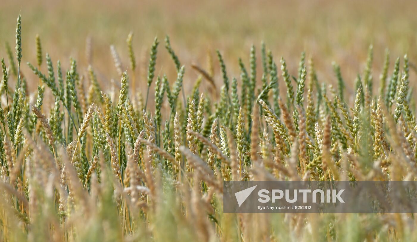 Russia Agriculture