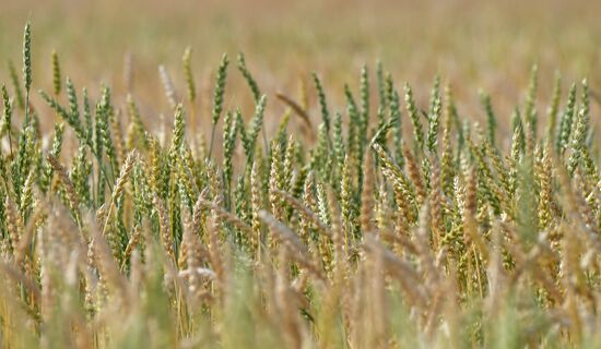 Russia Agriculture