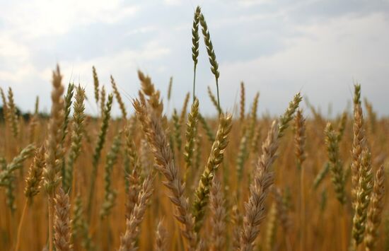 Russia Agriculture