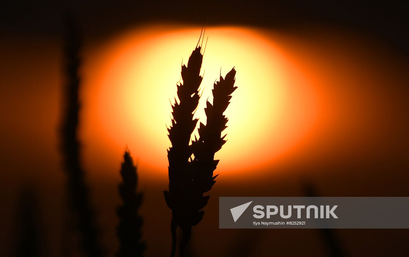 Russia Agriculture