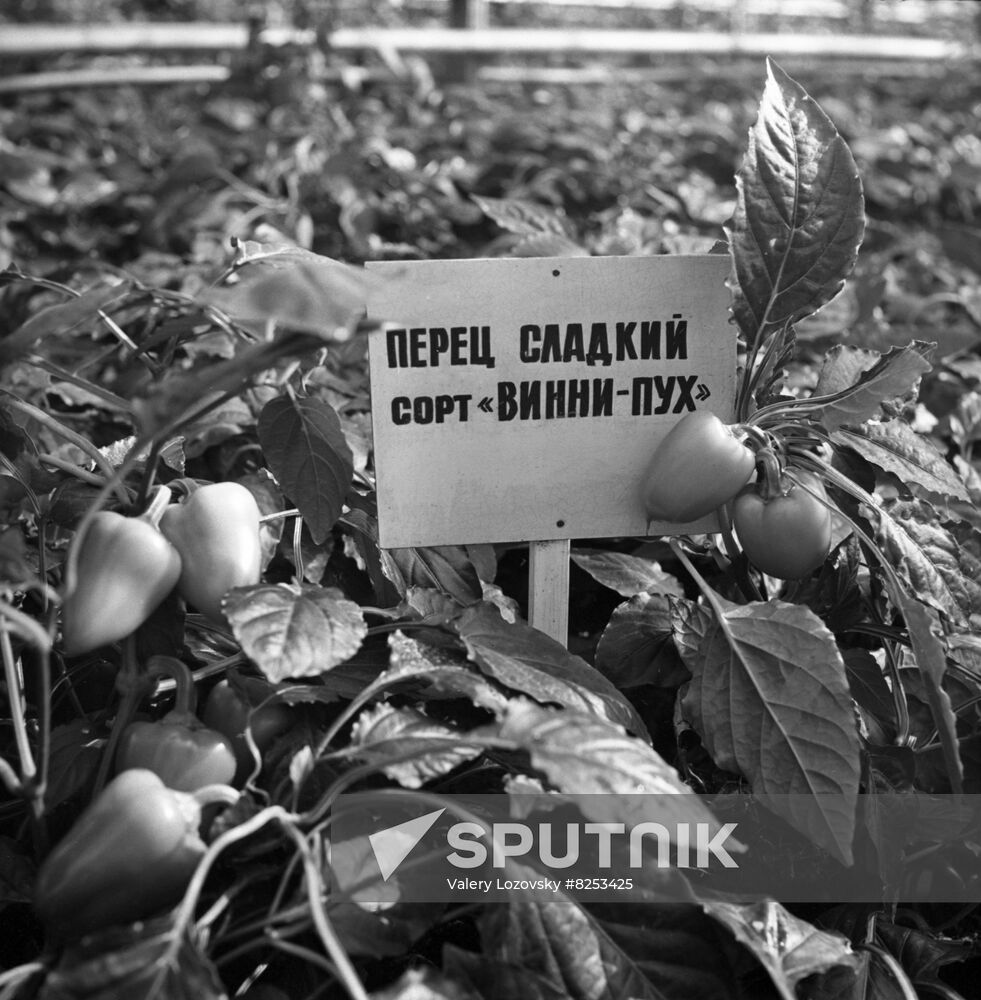 Leto (Summer) Agro-Industrial Association in Leningrad