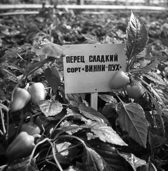 Leto (Summer) Agro-Industrial Association in Leningrad