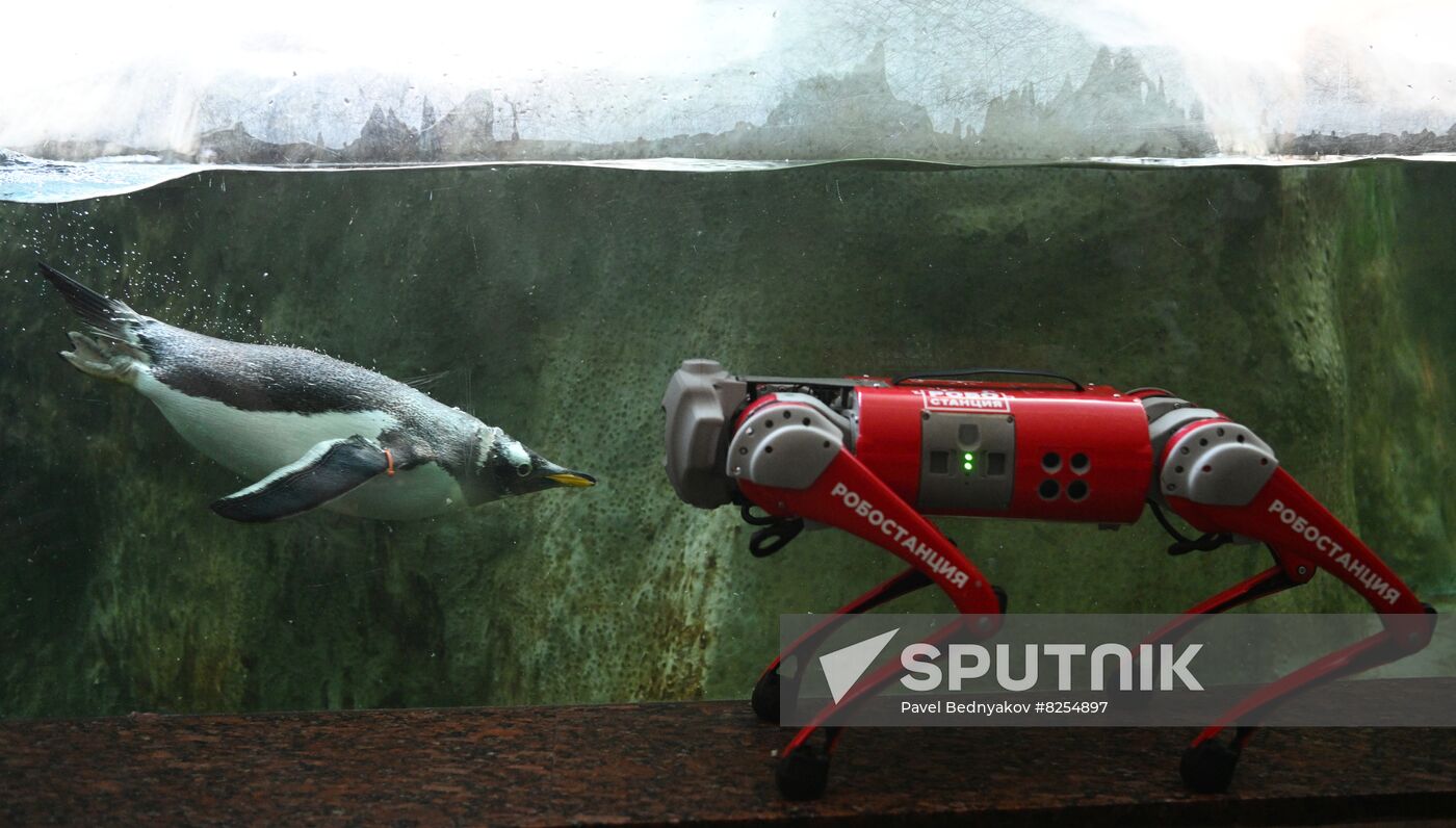 Russia Zoo Robot Dog