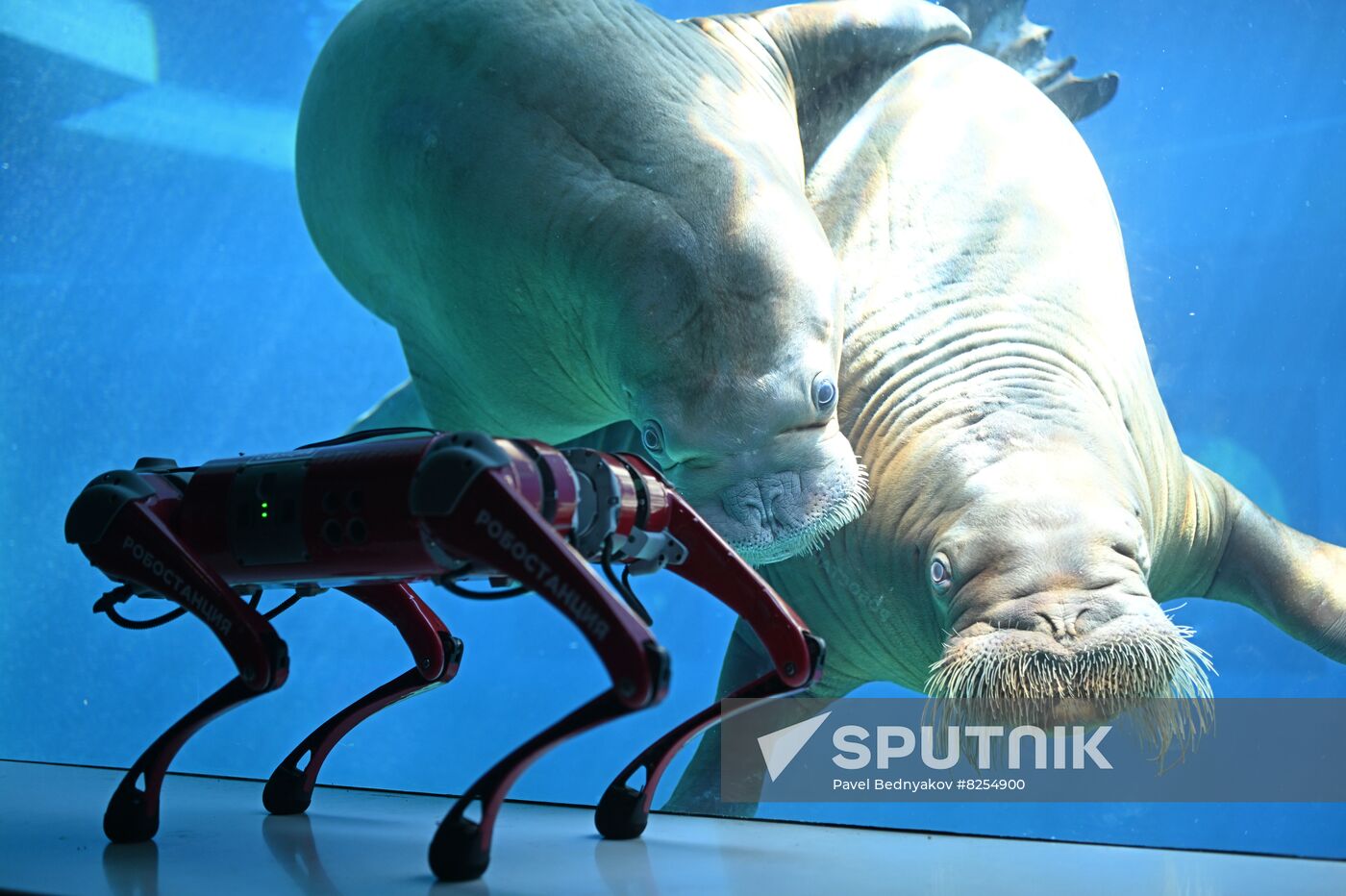 Russia Zoo Robot Dog