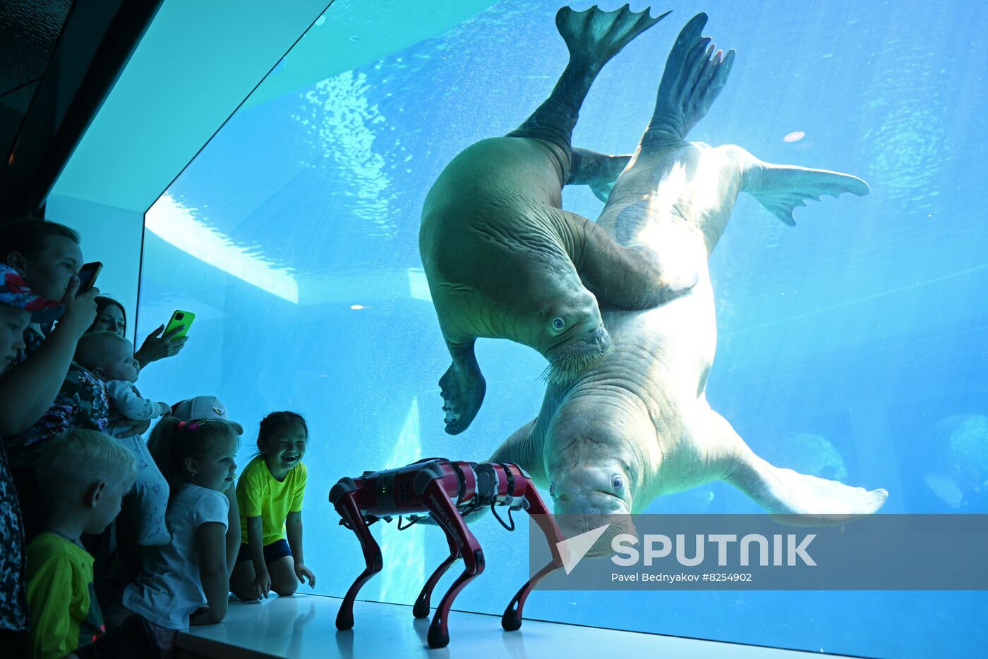 Russia Zoo Robot Dog