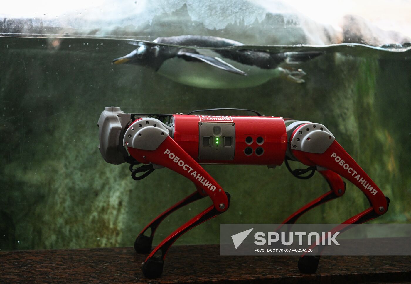 Russia Zoo Robot Dog