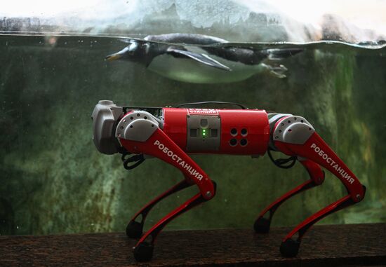 Russia Zoo Robot Dog