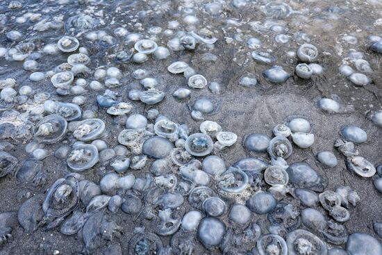 Russia Jellyfish