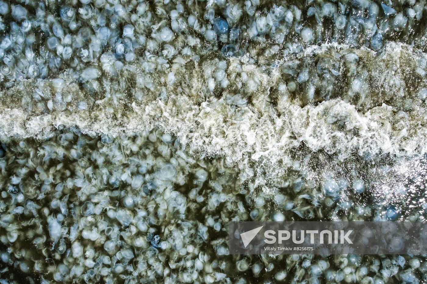 Russia Jellyfish