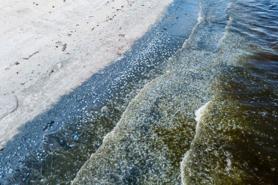 Russia Jellyfish