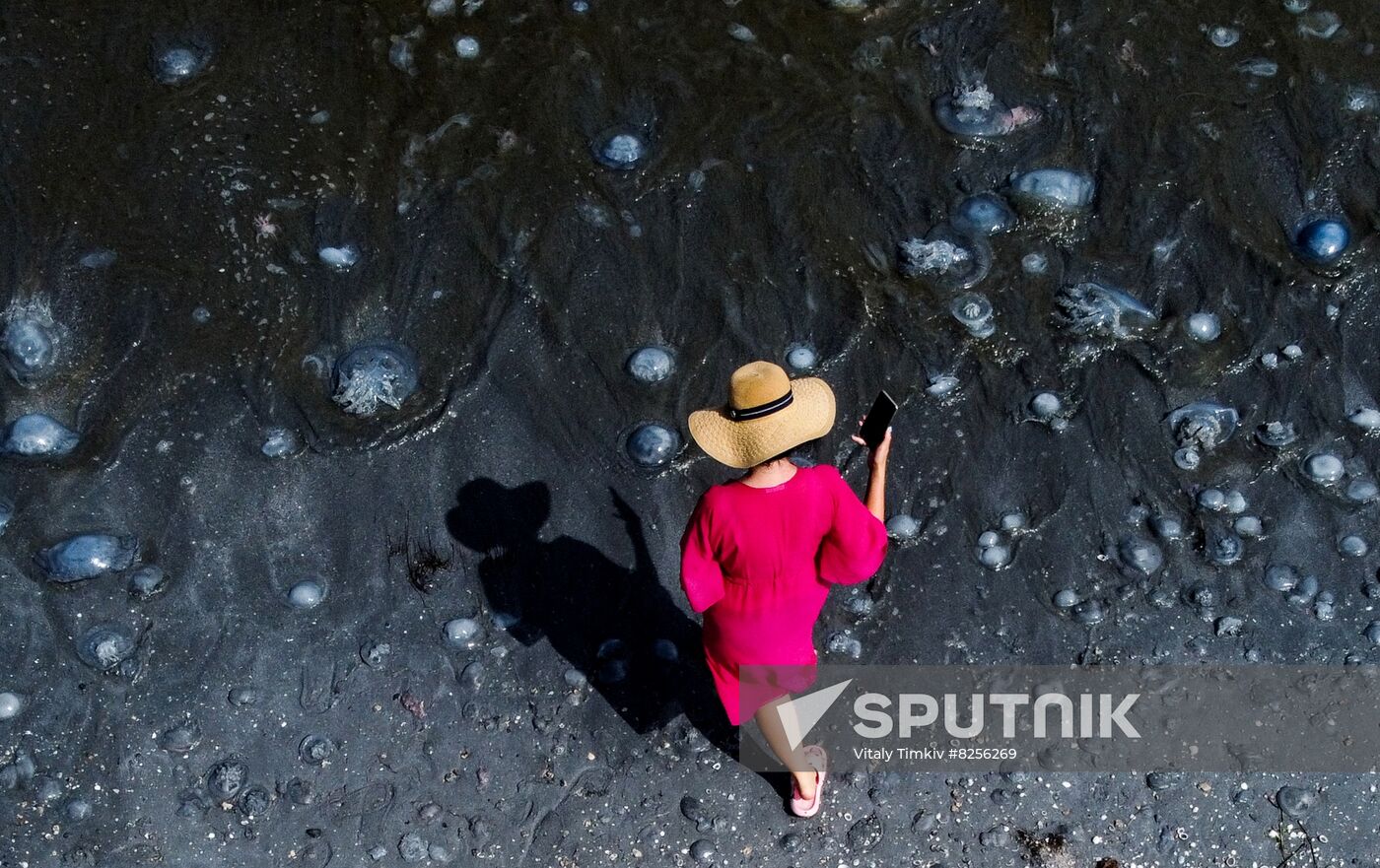 Russia Jellyfish