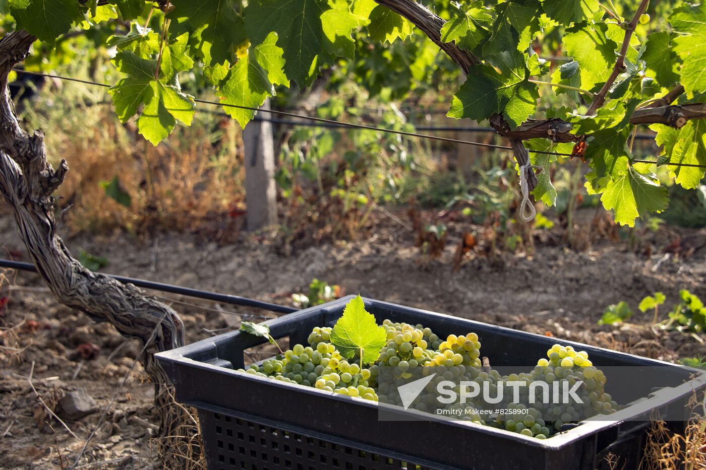 Russia Crimea Winegrowing