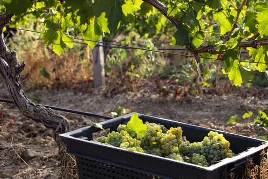 Russia Crimea Winegrowing