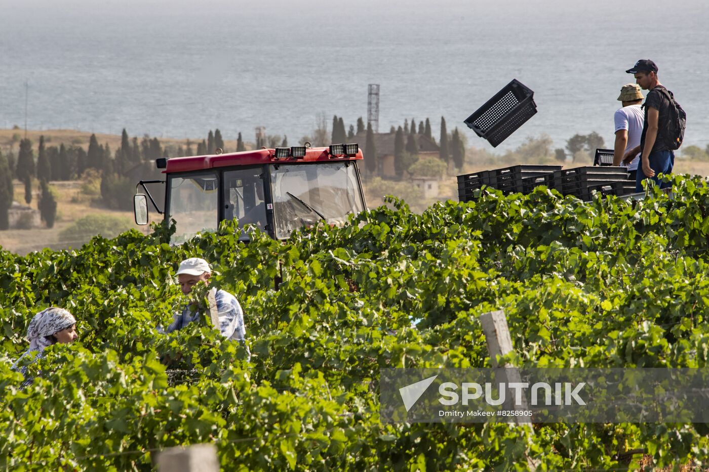 Russia Crimea Winegrowing