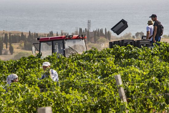 Russia Crimea Winegrowing