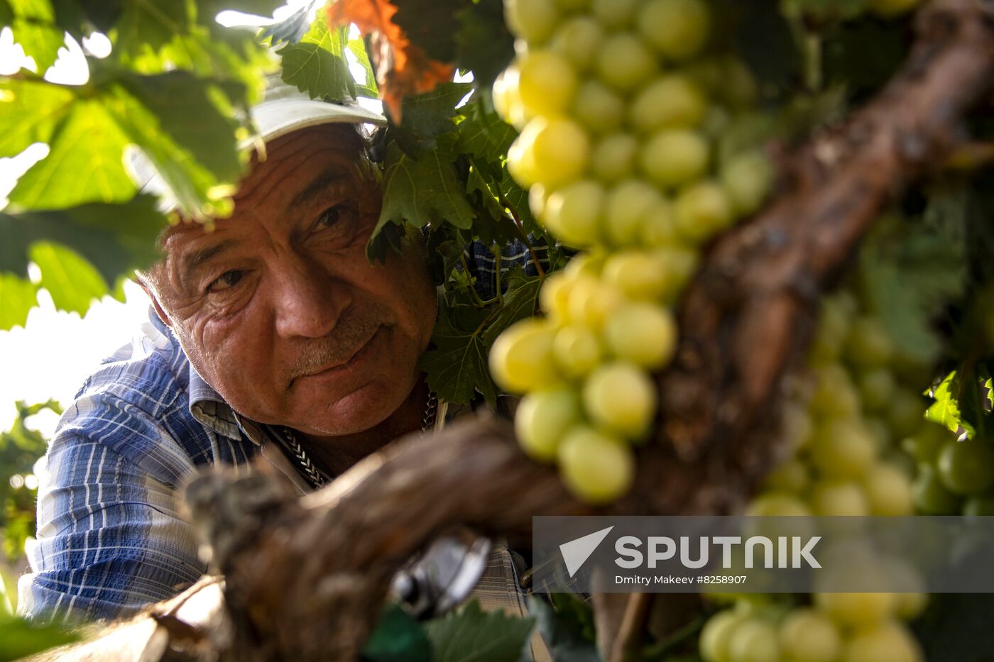 Russia Crimea Winegrowing