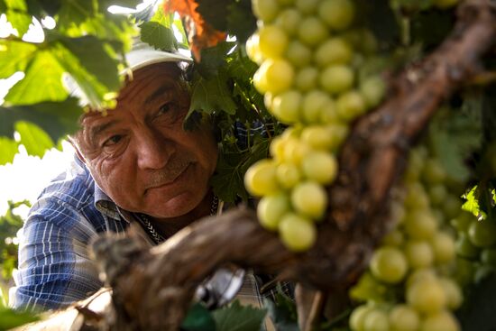 Russia Crimea Winegrowing