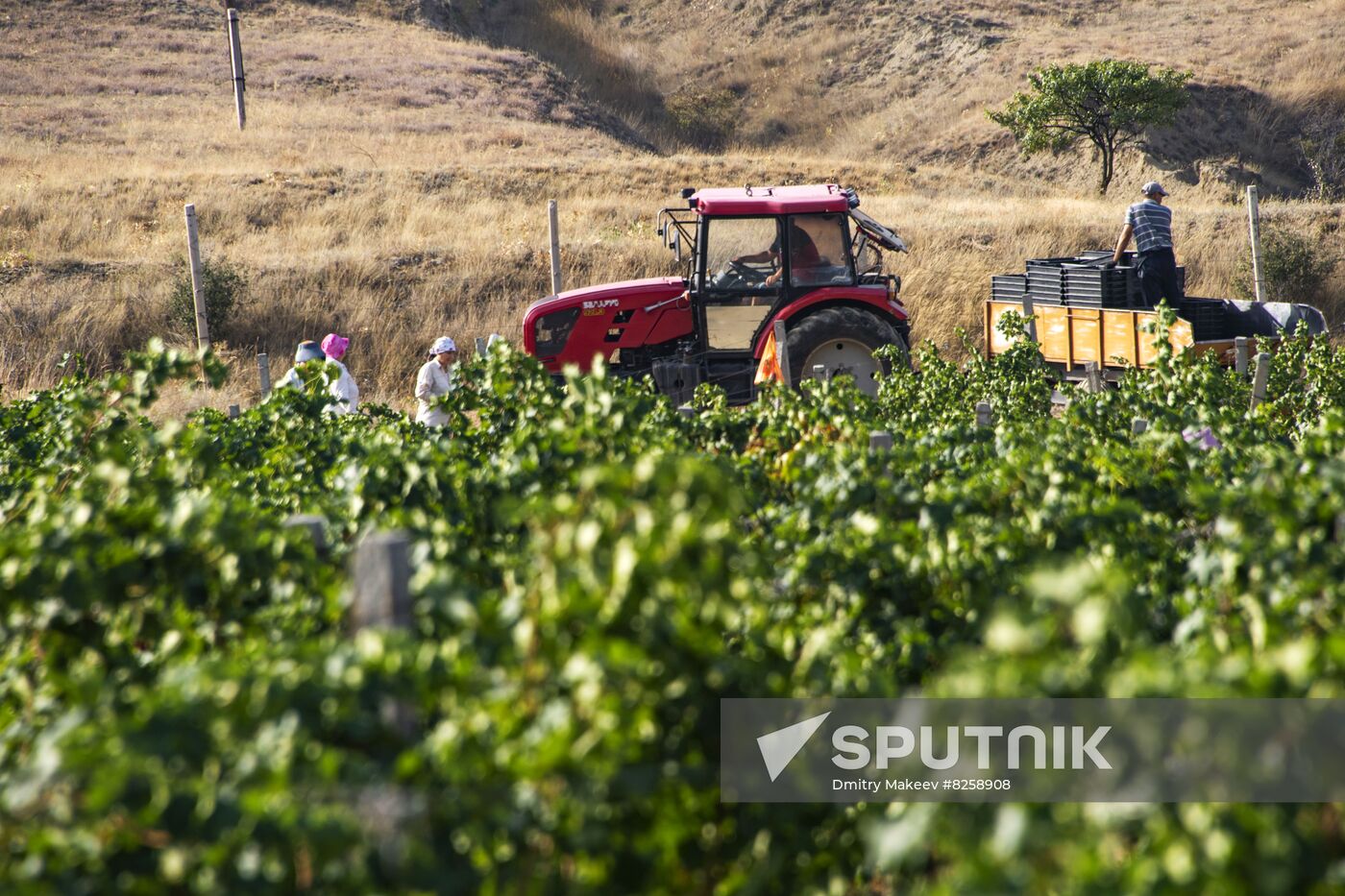 Russia Crimea Winegrowing