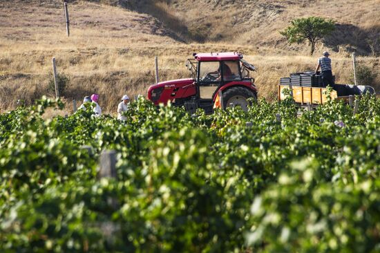 Russia Crimea Winegrowing