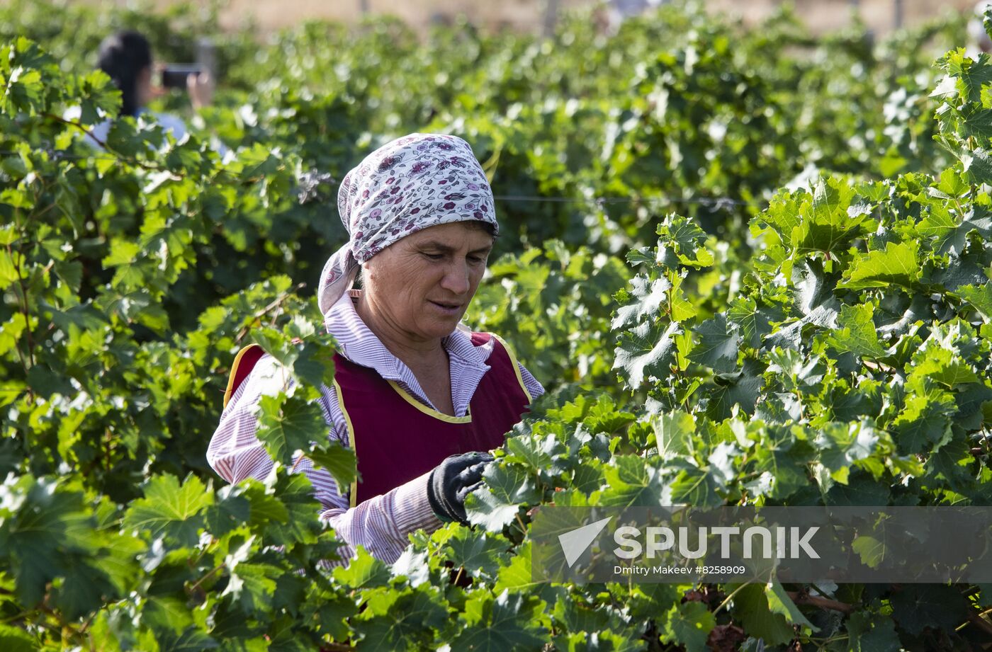 Russia Crimea Winegrowing
