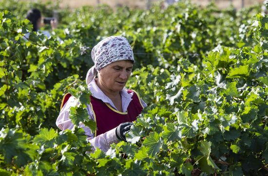 Russia Crimea Winegrowing