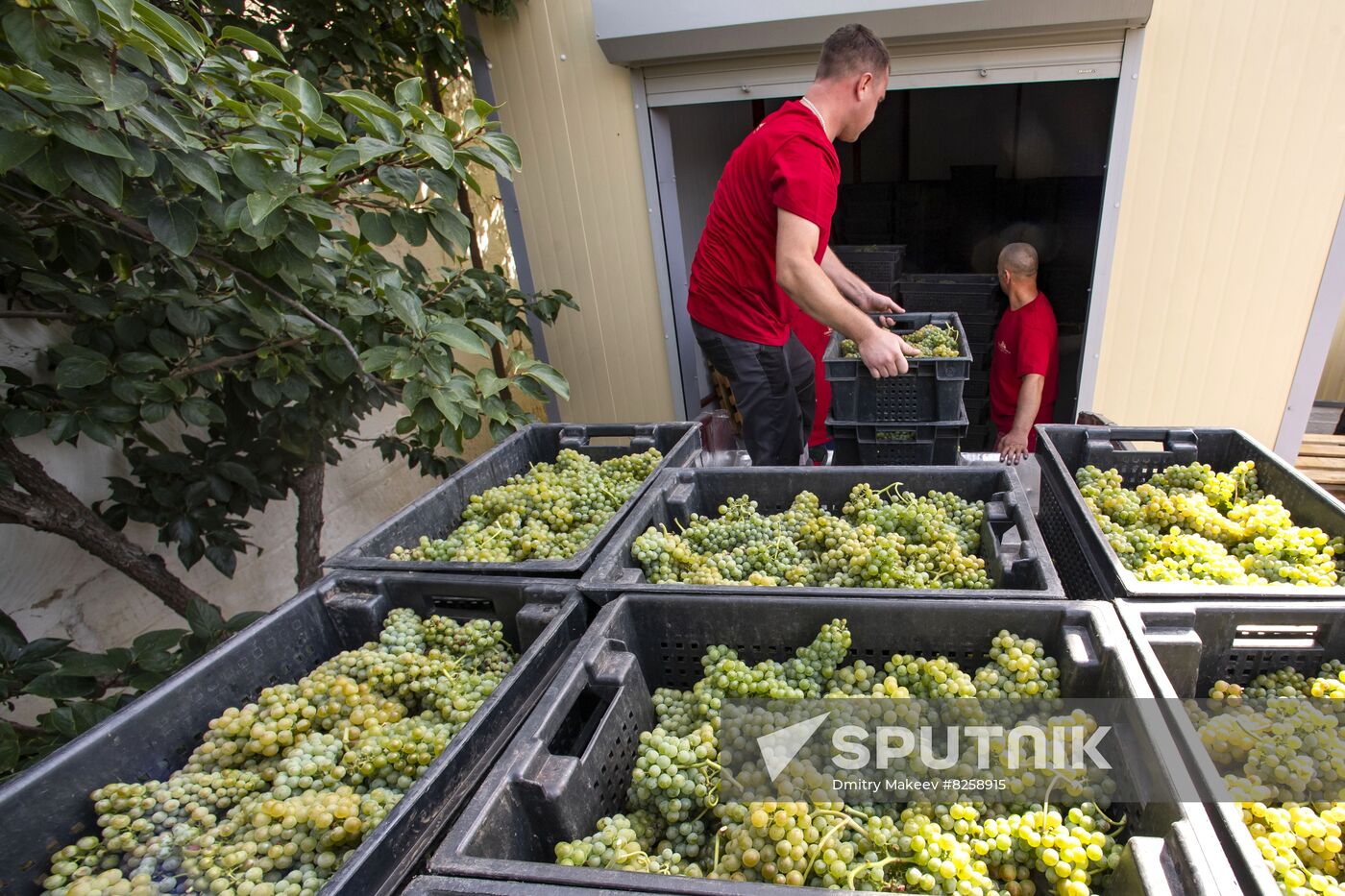Russia Crimea Winegrowing